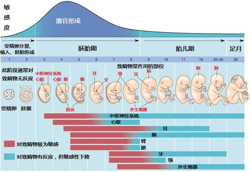 如何知道药物对胎儿是否安全?